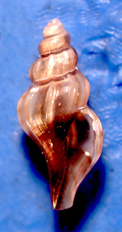 Mangelia tenuicostata?